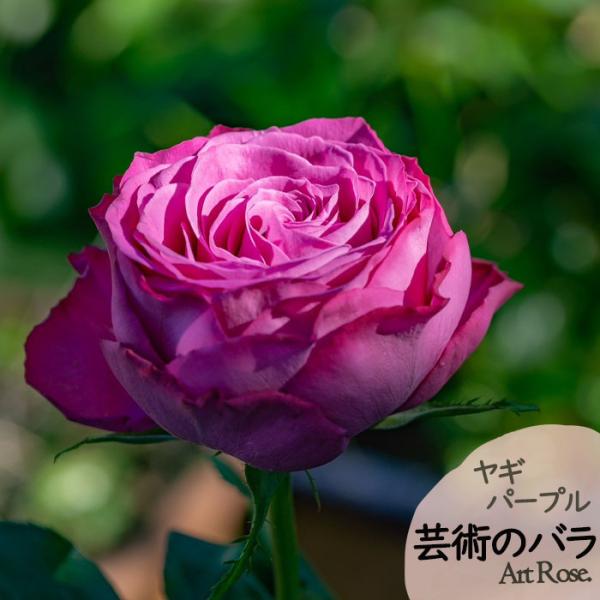 予約販売 バラ苗 バラ新苗 ArtRose. ヤギパープル 薔薇 ばら 送料無料