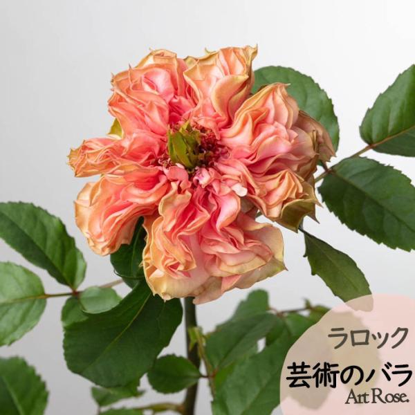 予約販売 バラ苗 バラ新苗 ArtRose. ラロック 薔薇 ばら 送料無料 国産