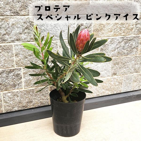 日本花キ流通 プロテア スペシャル ピンクアイス 6号鉢 送料無料