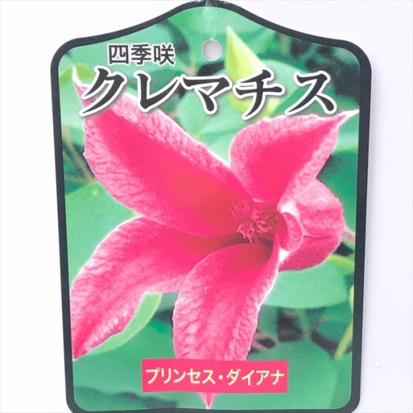 ＊北田様確認用＊クレマチス　プリンセスダイアナ　挿し木苗　ポットのまま発送 北田様確認用＊クレマチス プリンセスダイアナ 挿し木苗 ポットのまま