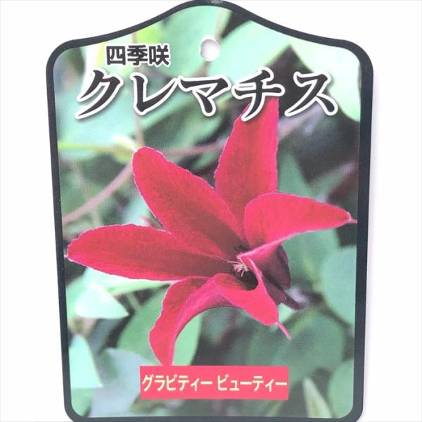 予約販売 クレマチス 苗 グラビティービューティー テキセンシス系 2