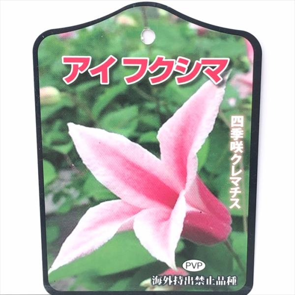 予約販売 クレマチス 苗 アイフクシマ テキセンシス系 登録品種 2年生