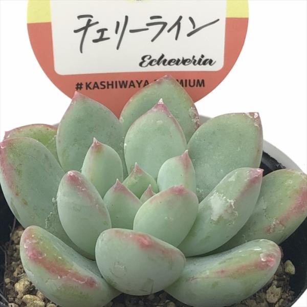 多肉植物 kswエケベリア チェリーライン 柏屋商店さん苗 エケベリア