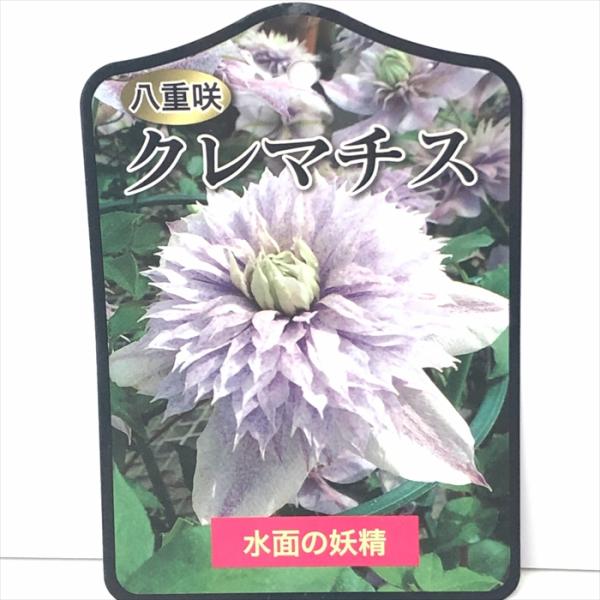flower-net_z241007202