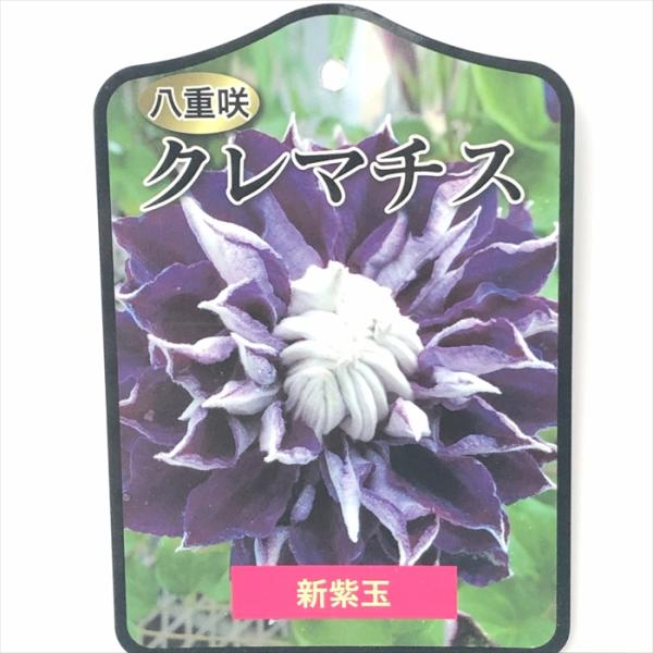 予約販売 クレマチス 苗 新紫玉 パテンス系 登録品種 2年生苗 12cm