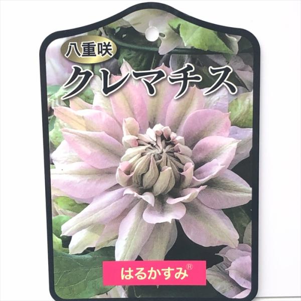 予約販売 クレマチス 苗 はるかすみ パテンス系 登録品種 2年生苗 12cm