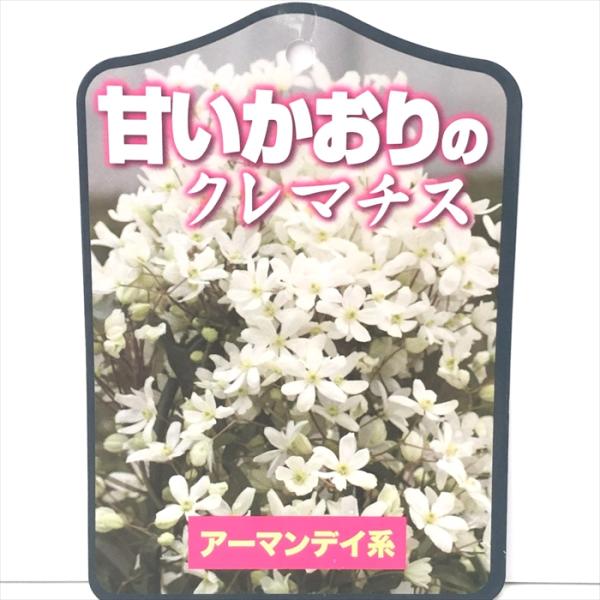予約販売 クレマチス 苗 アーマンディ アーマンディ系 2年生苗 13.5cm