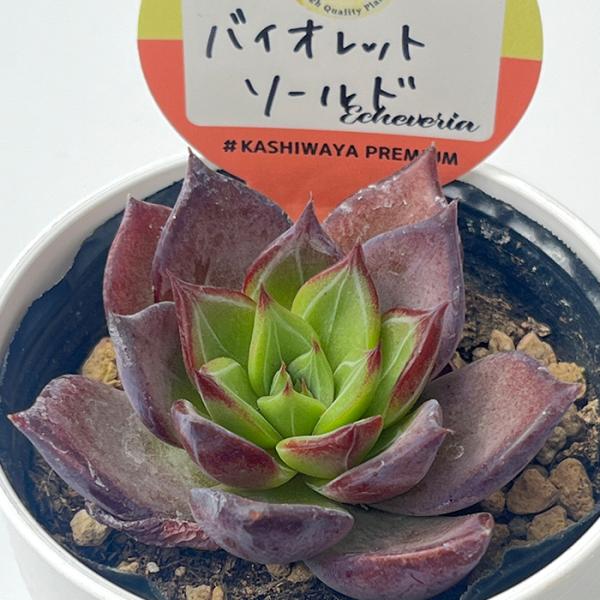 多肉植物 kswエケベリア バイオレットソールド 柏屋商店さん苗 多肉植物 kswエケベリア バイオレットソールド 柏屋商店さん苗