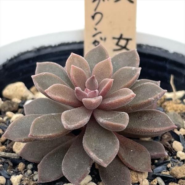 多肉植物 サボテンTAROグラプトベリア 銀天女×スプリングワンダー