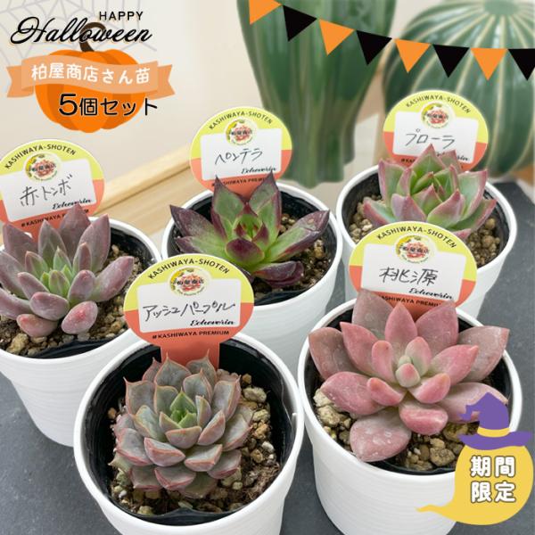多肉植物 kswエケベリア 柏屋商店さん苗5個セット ハロウィン