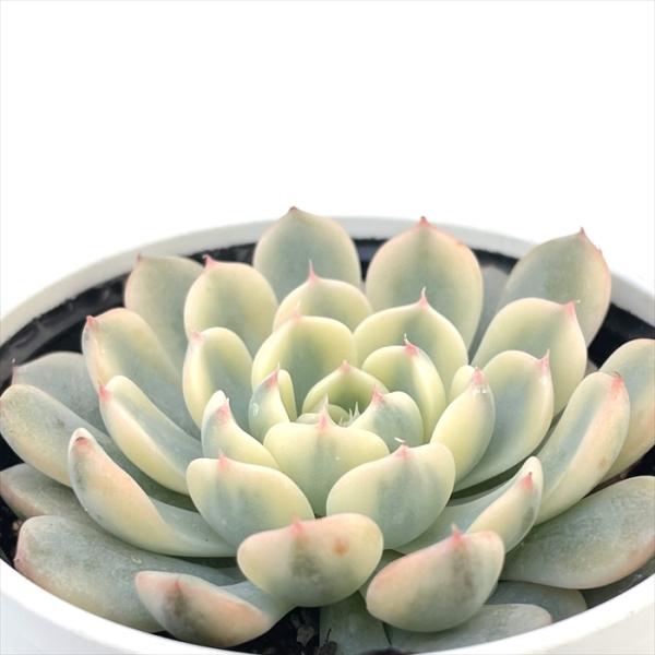 日本花キ流通 多肉植物 hmエケベリア ブルーミニマ錦 多肉植物