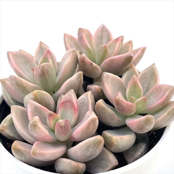 1ポット805円 グラプトペタルム ピーチ姫 7.5cmポット flower-net_z241017012