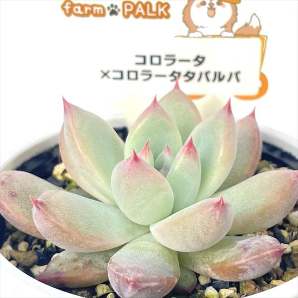多肉植物 plkエケベリア コロラータ×コロラータタパルパ パルクさん苗