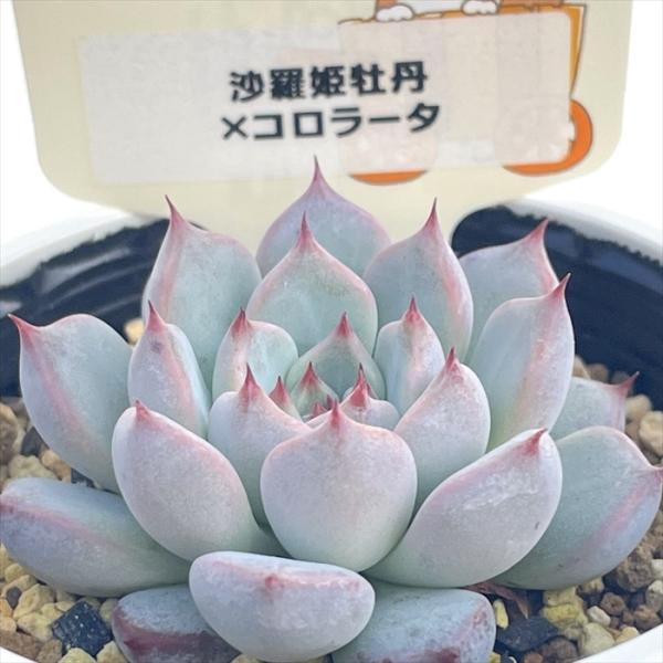多肉植物 plkエケベリア 沙羅姫牡丹×コロラータ パルクさん苗 送料無料