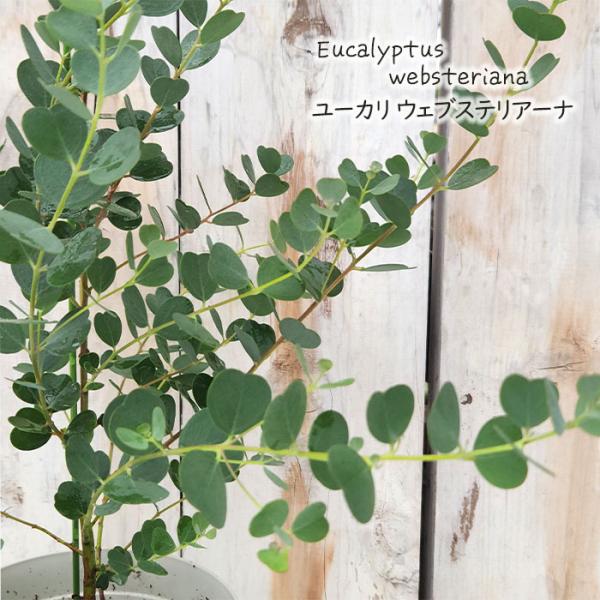 flower-net_z241020001