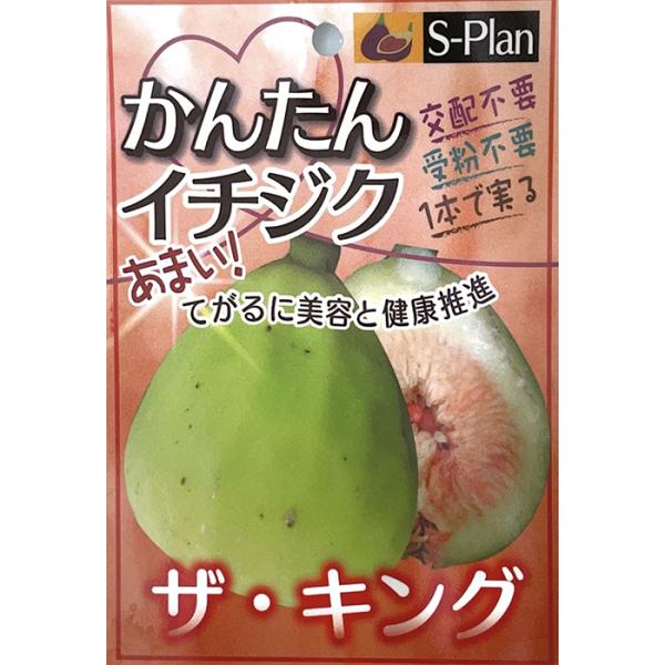 日本花キ流通 いちじく 苗 ザ キング 12cmポット イチジク