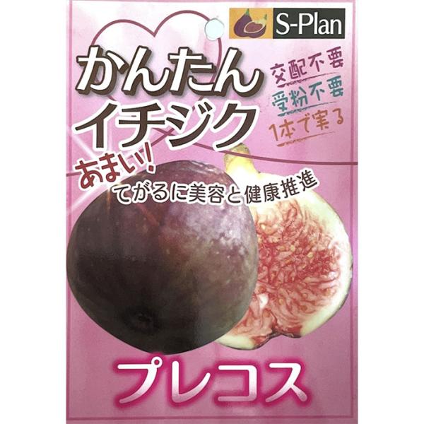 日本花キ流通 予約販売 いちじく 苗 プレコス 12cmポット イチジク