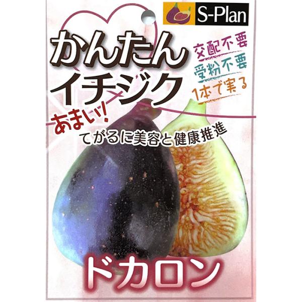 日本花キ流通 いちじく 苗 ドカロン 12cmポット イチジク 無花果 一熟