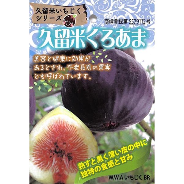 日本花キ流通 予約販売 いちじく 苗 久留米くろあま 12cmポット