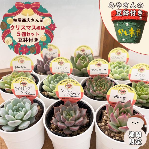 日本花キ流通 予約販売 多肉植物 kswエケベリア 柏屋商店さん苗5個
