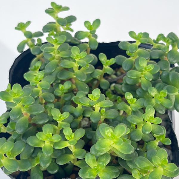 多肉植物 seセダム ディバージェンス 多肉植物 セダム 9cmポット