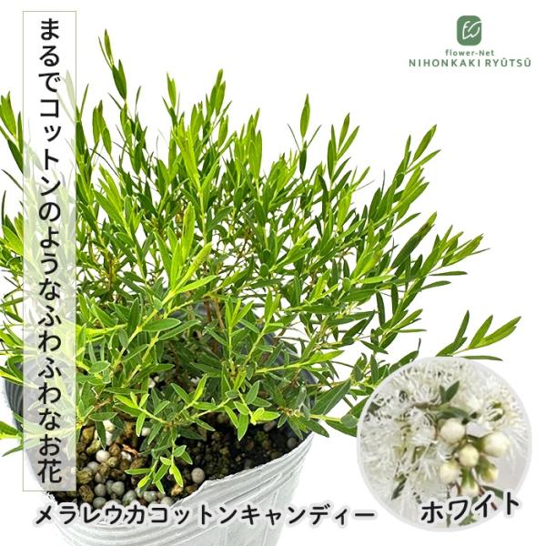 メラレウカ コットンキャンディー ホワイト ホワイトレース 7.5cmポット ティーツリー ハーブ苗 Herb オージープランツ 苗木 花木