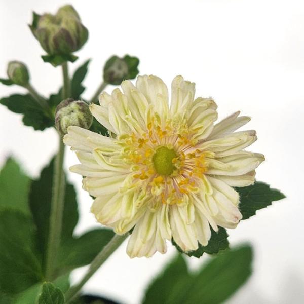 予約販売 シュウメイギク 苗 セピア 9cmポット 秋明菊 山野草 多年草 ガーデニング 花苗 宿根草 knk 10月中旬以降発送