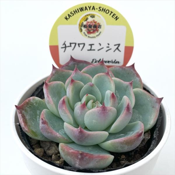 確認用‼️チワワエンシス　根付き　美苗 flower-net_z241109005