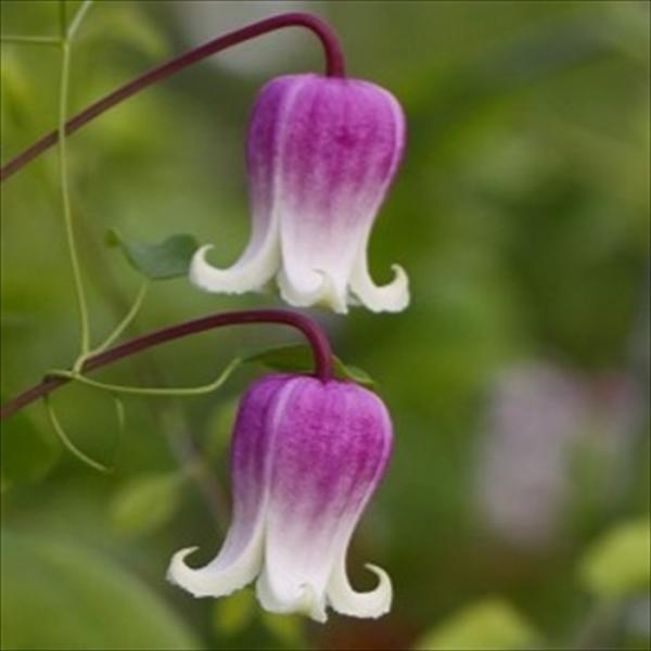 専用クレマチスのクレイフラワー Clay Flower DIY クレイフラワー粘土で創作した【クレマチス】の