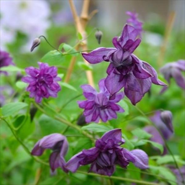 クレマチス 苗 フローレプレノ （メアリーローズ） ビチセラ系 杉本