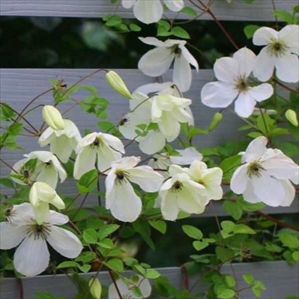 flower-net_z241113017