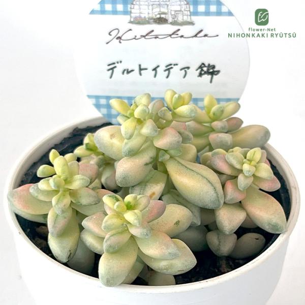 速達付】186パラドックス錦 カット苗 多肉植物