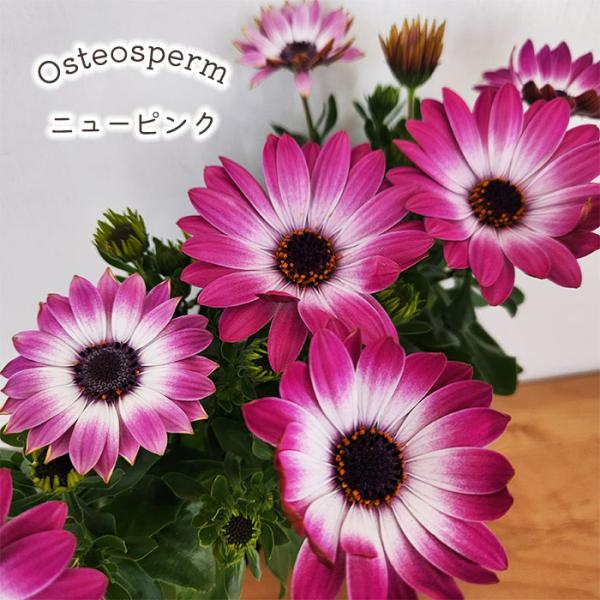 日本花キ流通 オステオスペルマム 苗 ニューピンク 9cmポット 花苗