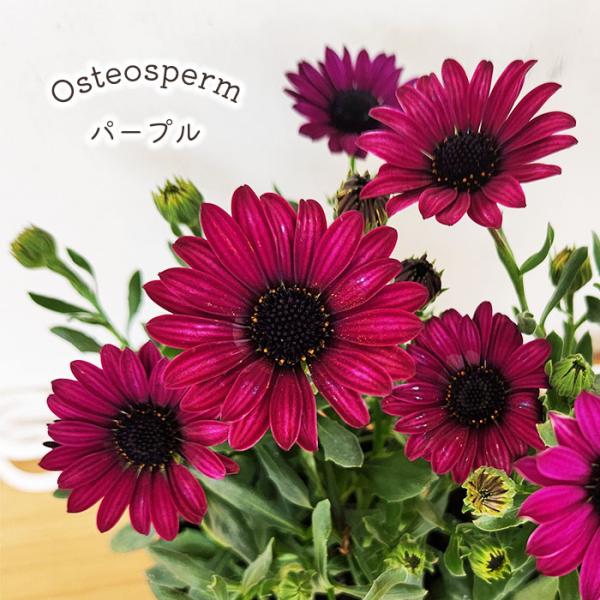 日本花キ流通 予約販売 オステオスペルマム 苗 パープル 9cmポット
