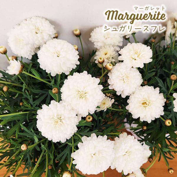日本花キ流通 予約販売 マーガレット 苗 シュガリースフレ 10.5cm