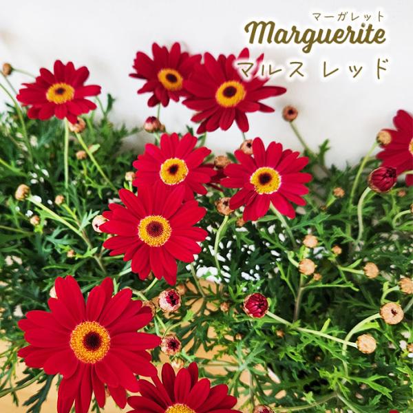 日本花キ流通 予約販売 マーガレット 苗 マルスレッド 10.5cmポット