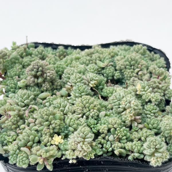 日本花キ流通 多肉植物 seセダム ばらまきクリーム玉蛋白 多肉植物