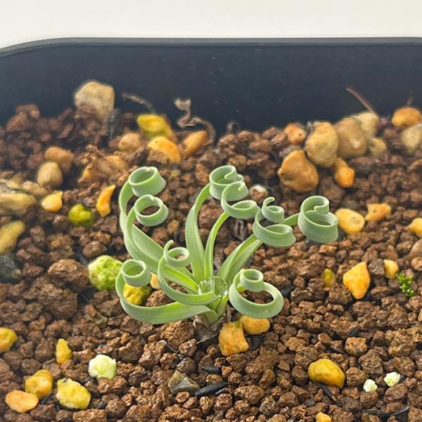 連休セール‼️多肉植物　ゲチリス　ナマクエンシス　南ア　ケープバルブ　冬型球根 e*）様 ゲチリス ナマクエンシス ケープバルブ 南アフリカ希少現地株