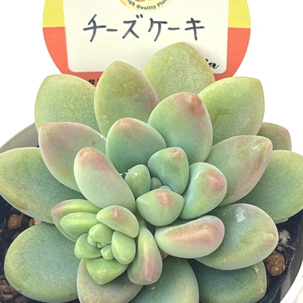 多肉植物 kswエケベリア チーズケーキ 柏屋商店さん苗 多肉植物 kswエケベリア チーズケーキ 柏屋商店さん苗