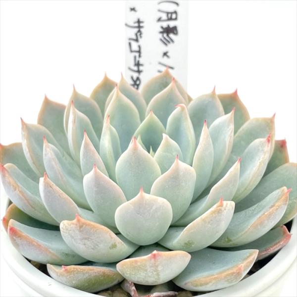 多肉植物 O'sエケベリア （月影×ノバ）×ザラゴーサspノバ O's PLANTS