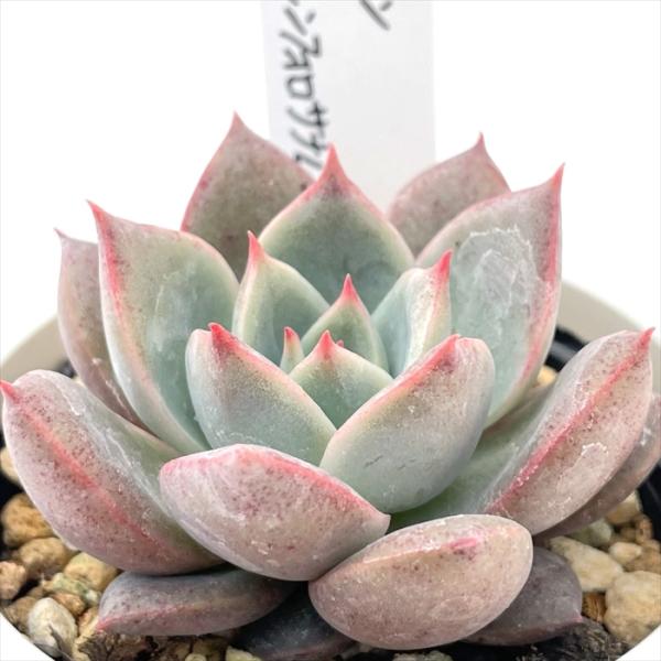 多肉植物 O'sセデベリア ルビン×シンフォロサナム O's PLANTS オーズ