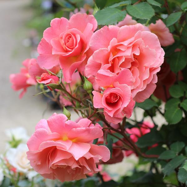 バラ苗 バラ大苗 ワーナーズローゼス サンセットグロウ 返り咲き 薔薇