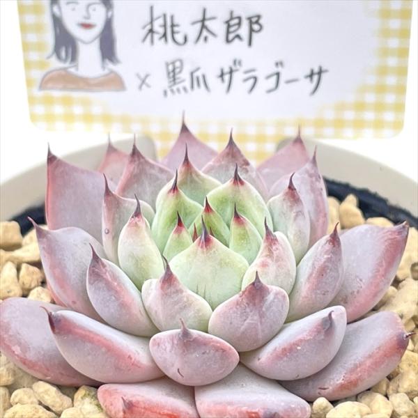 多肉植物 annaエケベリア 桃太郎×黒爪ザラゴーサ あんなさん苗 送料