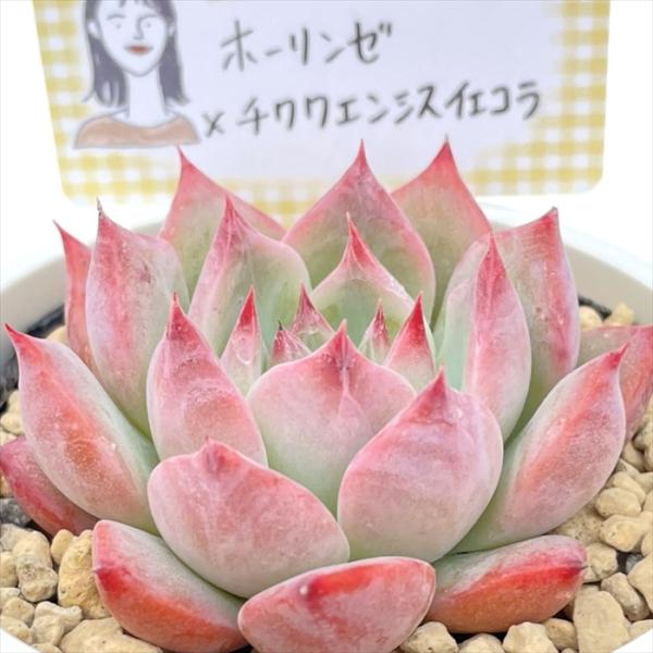多肉植物 annaエケベリア ホーリンゼ×チワワエンシスイエコラ あんな