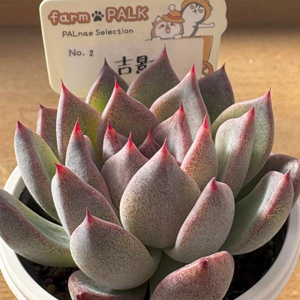 多肉植物 PAL nae セレクション No.002 吉影 パルクさん苗 送料無料