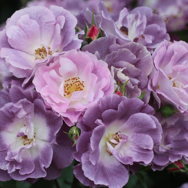 ♡Atsushi様♡ご予約　バラ苗 バラ苗 新苗育成苗 18cmポット ハロー スワロー : Apple Roses