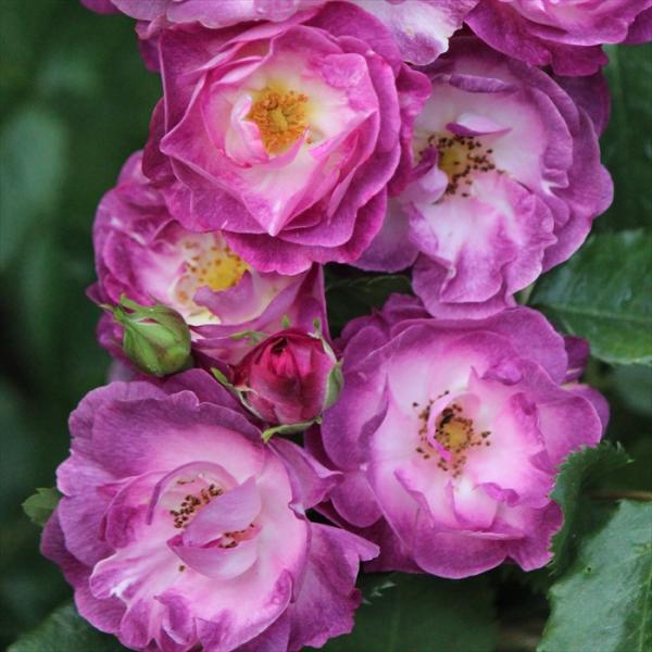 予約販売 バラ 苗 新苗 ワーナーズローゼス マーブルシャワー 薔薇