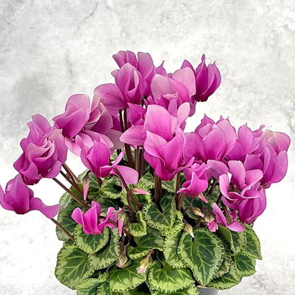 予約販売 シクラメン エレガントレディ ミニ 4号鉢 冬ギフト 大栄花園