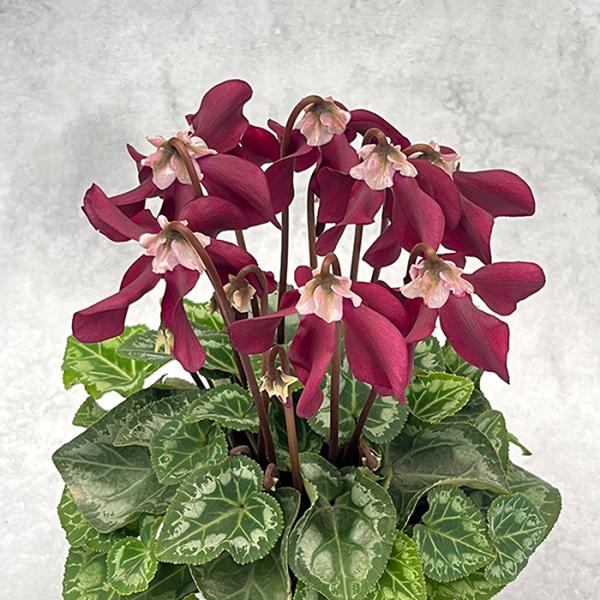 flower-net_z241202004