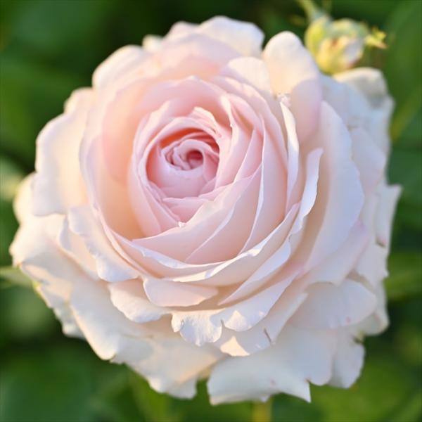 flower-net_z241203002